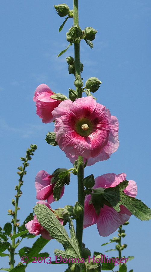 Annis Hollyhocks