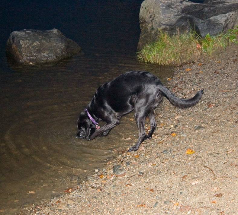 Lexie, fishing for a rock