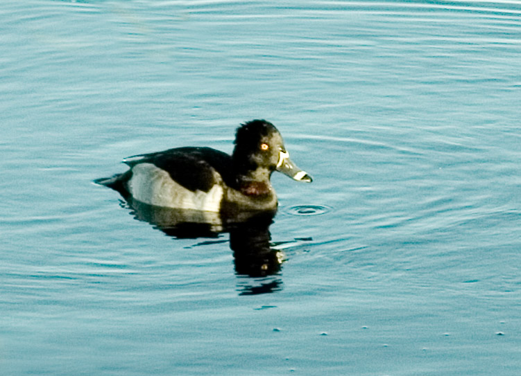 Ring Necked Duck