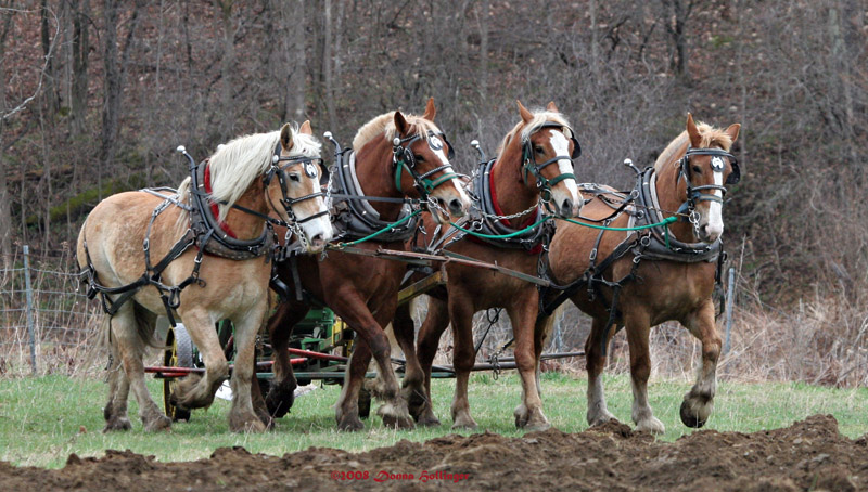 Team of Horses