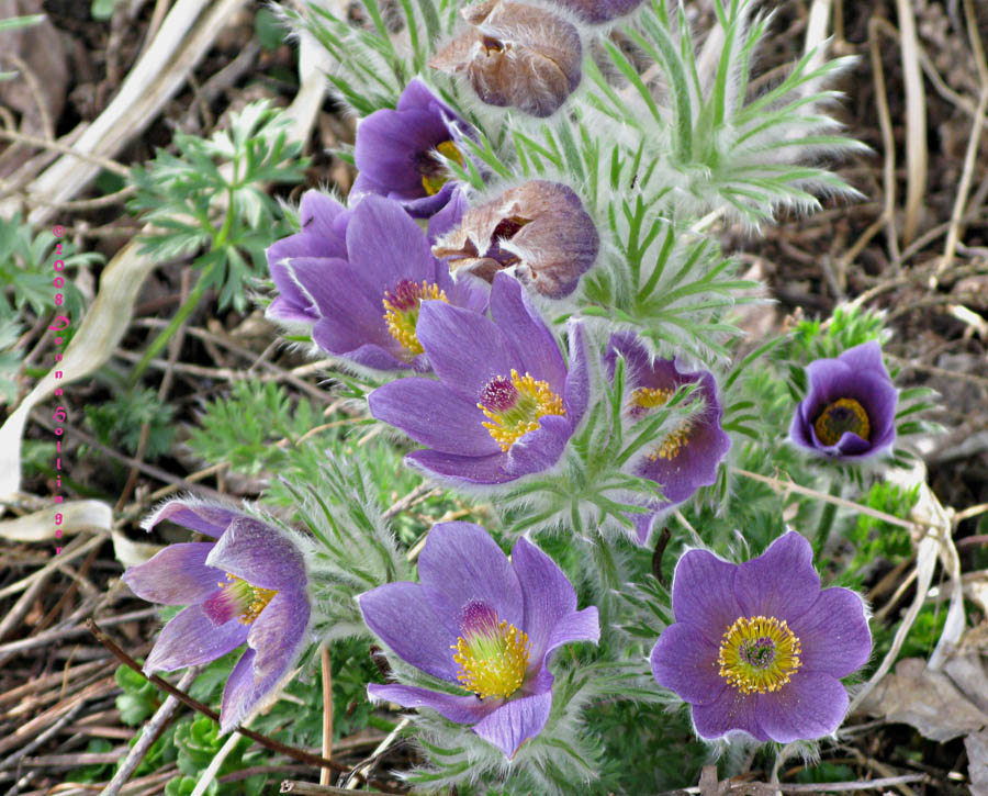 Pasque Flowers