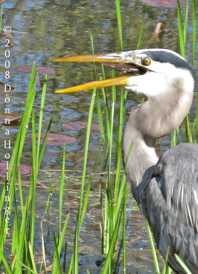 GULP!  A fish for the Great Blue Heron