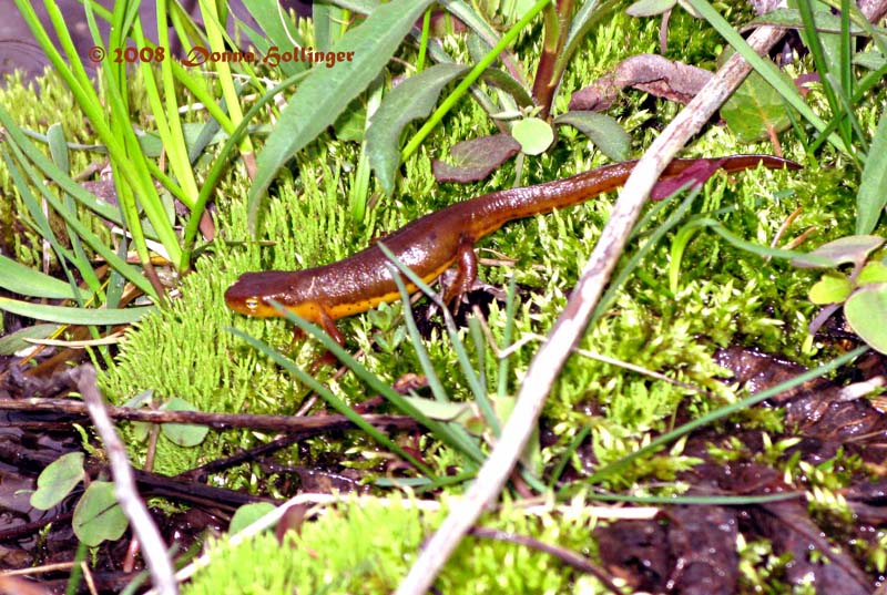 Newt  making way to the water