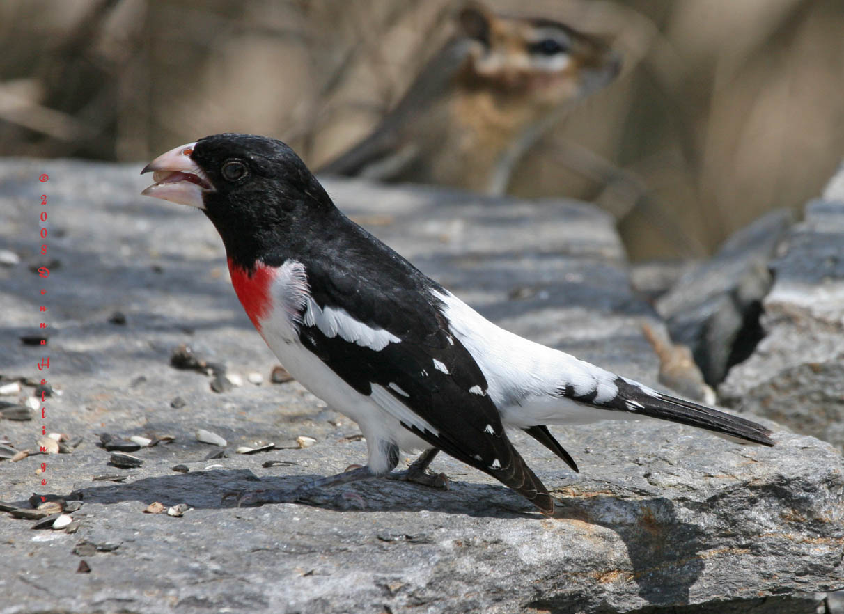 Rose Breasted Grosbeak With Chipmunk Looking On