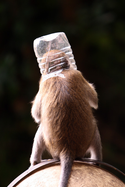 Den I Wear As Hat