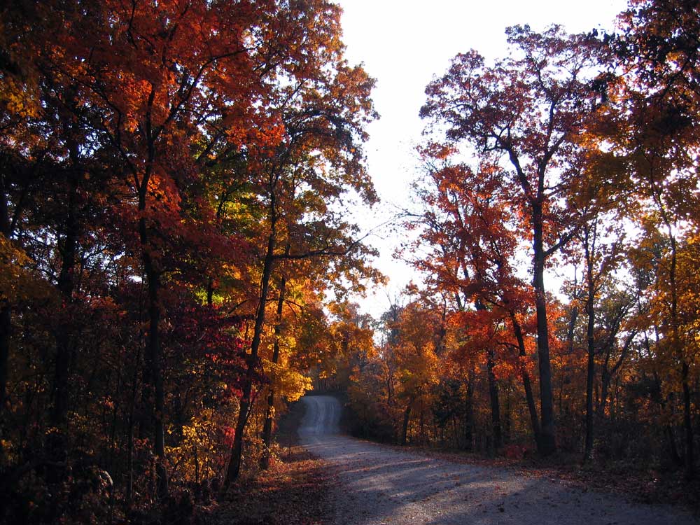 Canon-Fall-Leaves-11.5.08-0.jpg