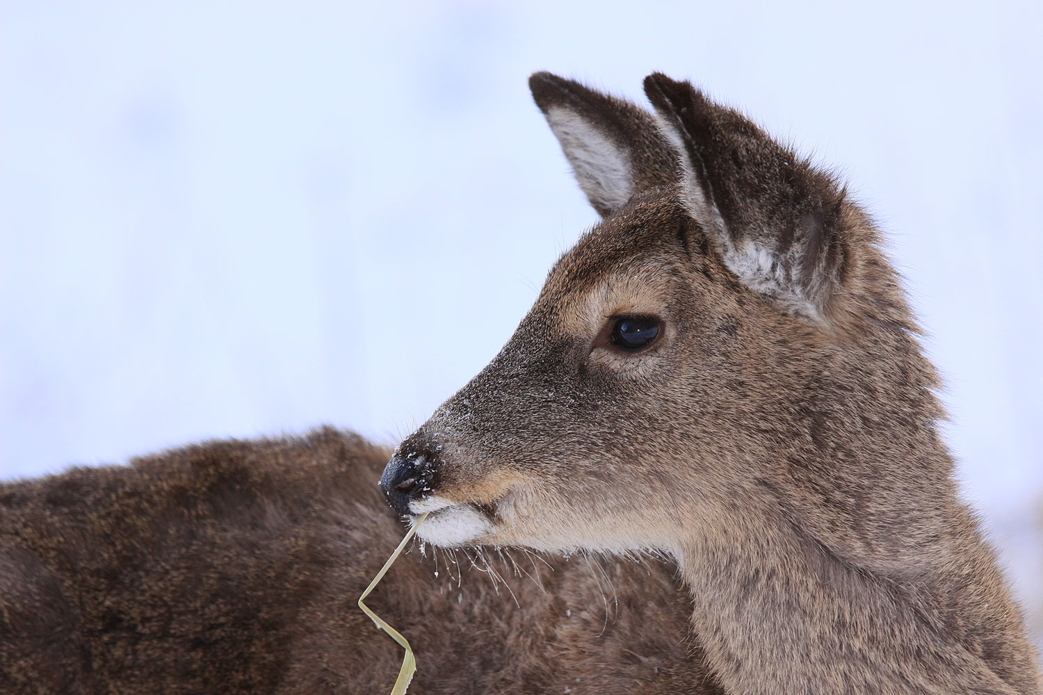 snacktime