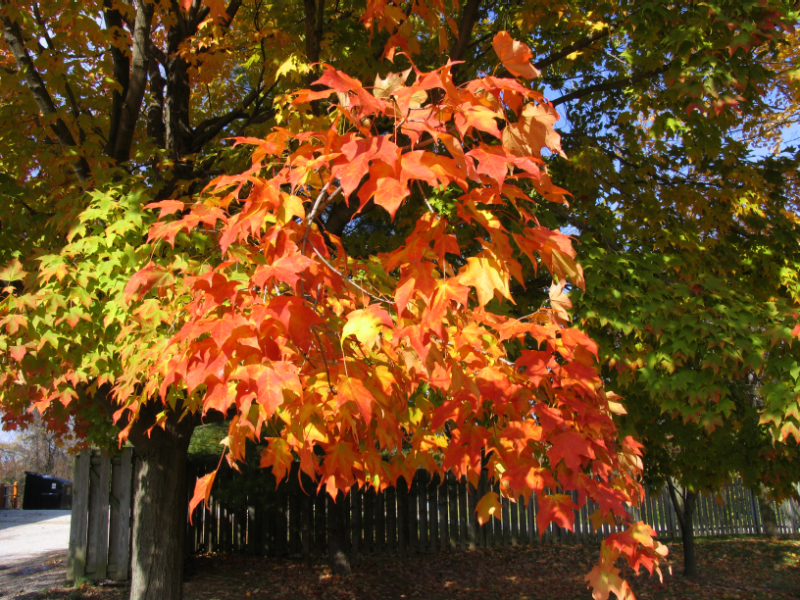 Turning Maple
