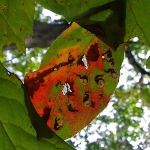 Early fall in Arkansas