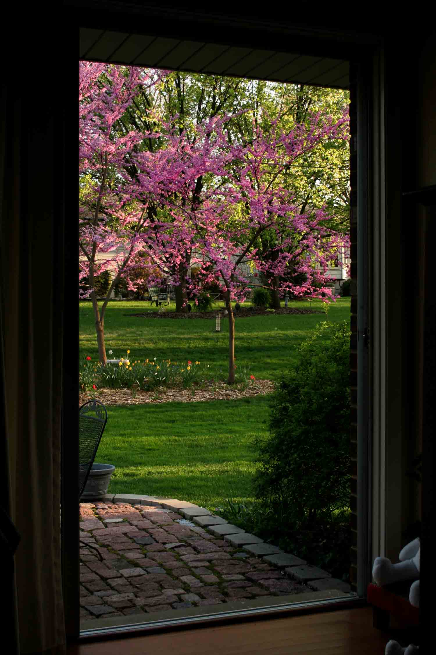 Beyond-the-patio.jpg