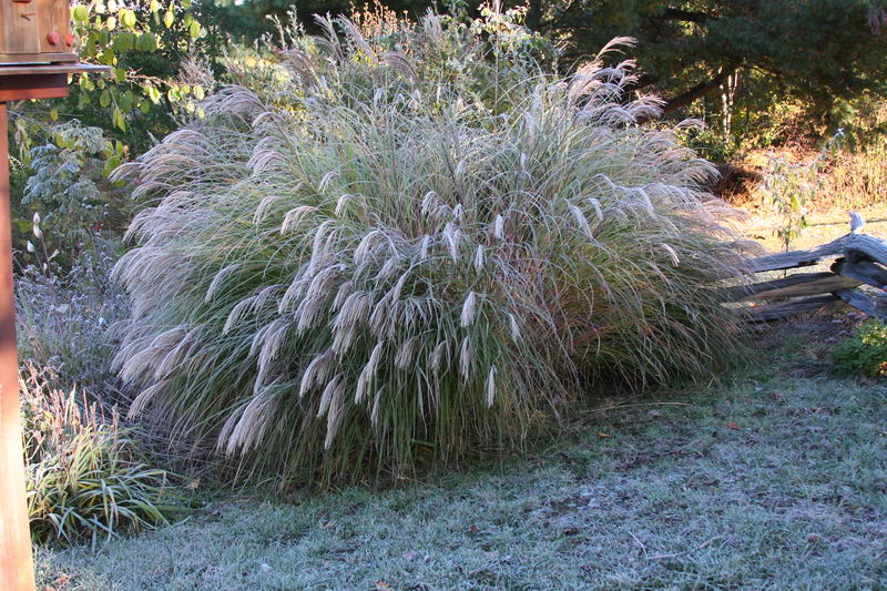 Plume Grass