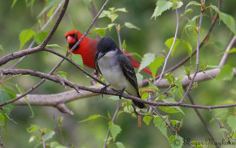 Eastern Kingbird and Cardinal Sharing a Tree