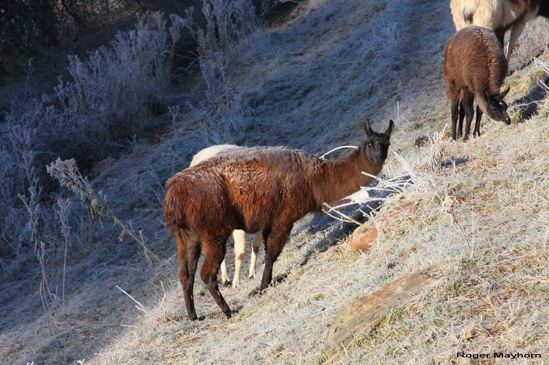 Did you ever see a frosted llama?