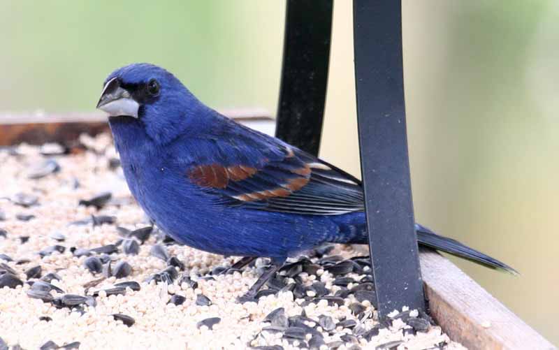 Blue Grosbeak - male - Just Stopping By