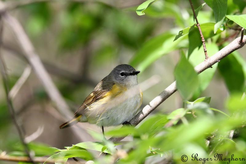 American Redstart - female