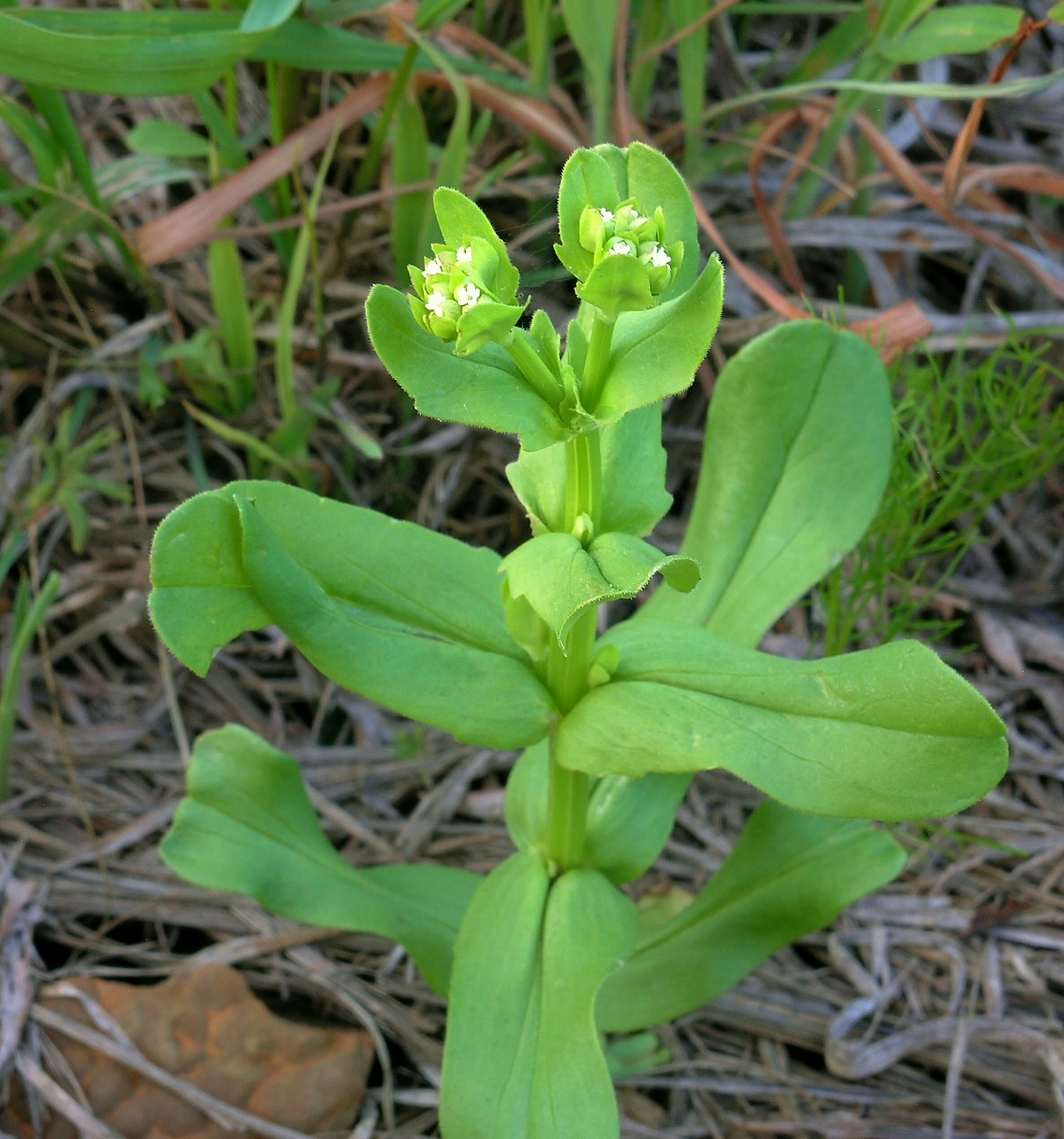 Valerianella radiata