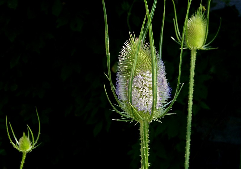 Dipsacus fullonum