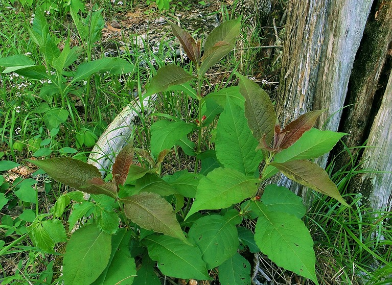 Triosteum perfoliatum