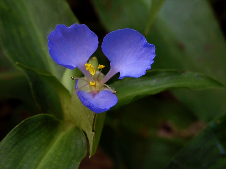 Commelina virginica