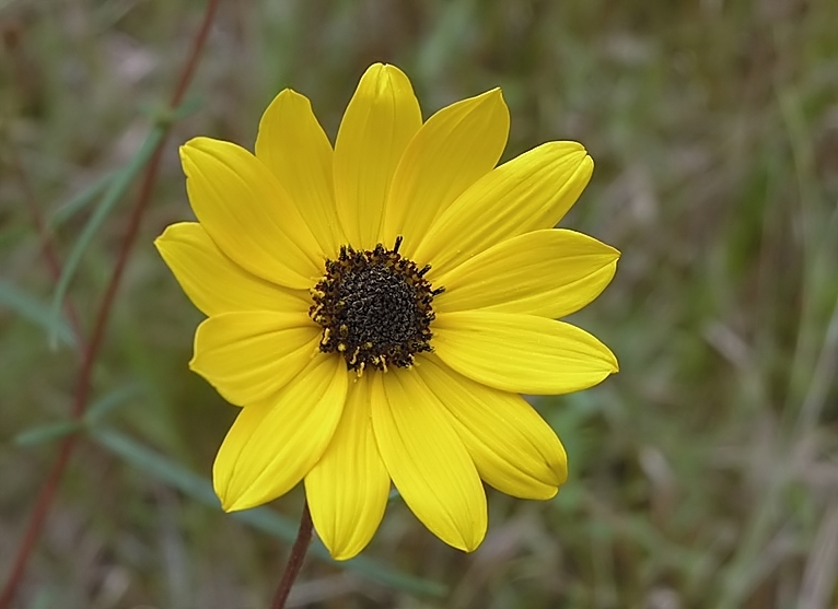 Helianthus angustifolius