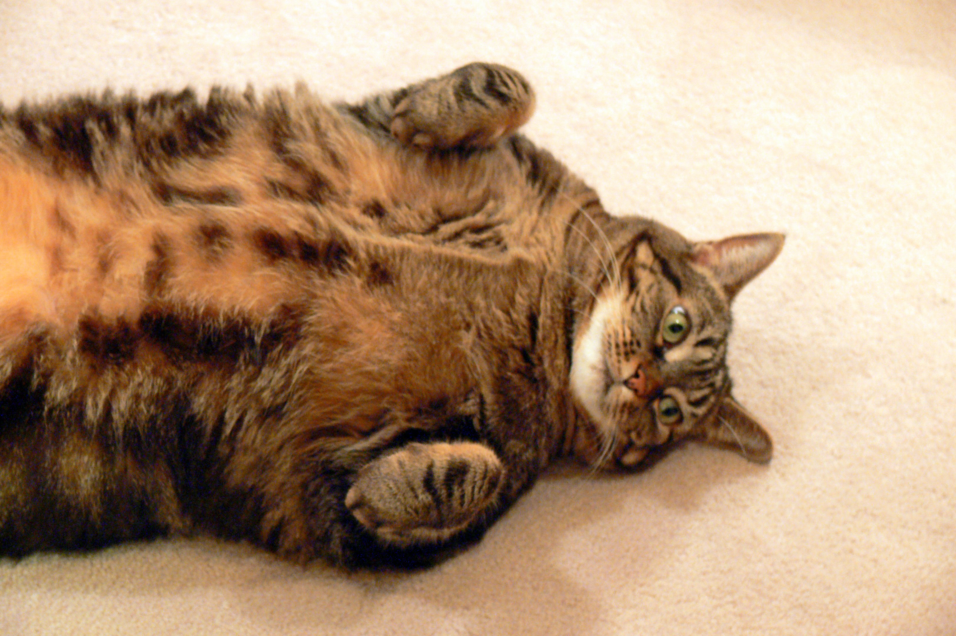 The Fat Cat poses.... again....