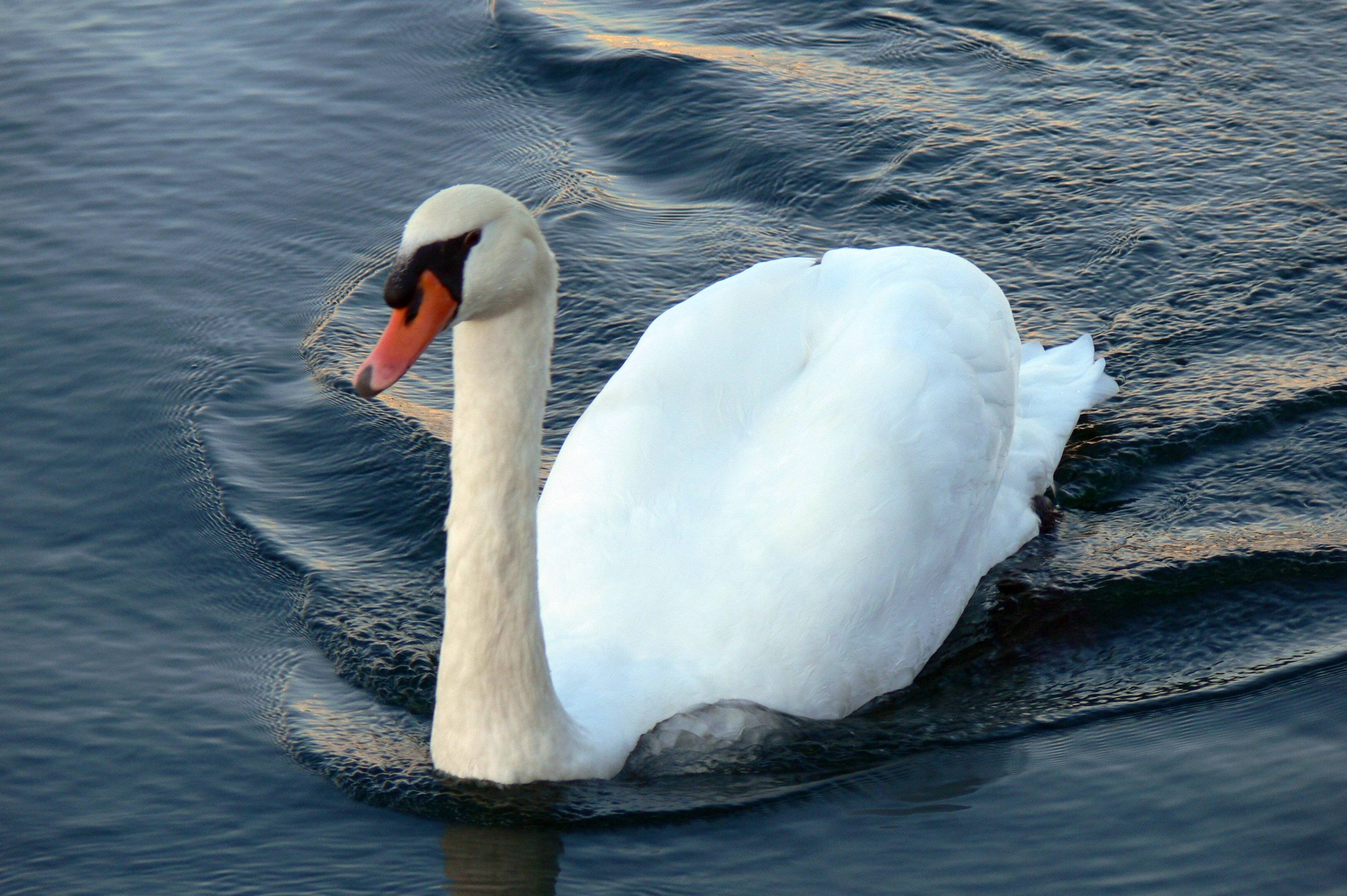 The swans of the Port Credit Marina