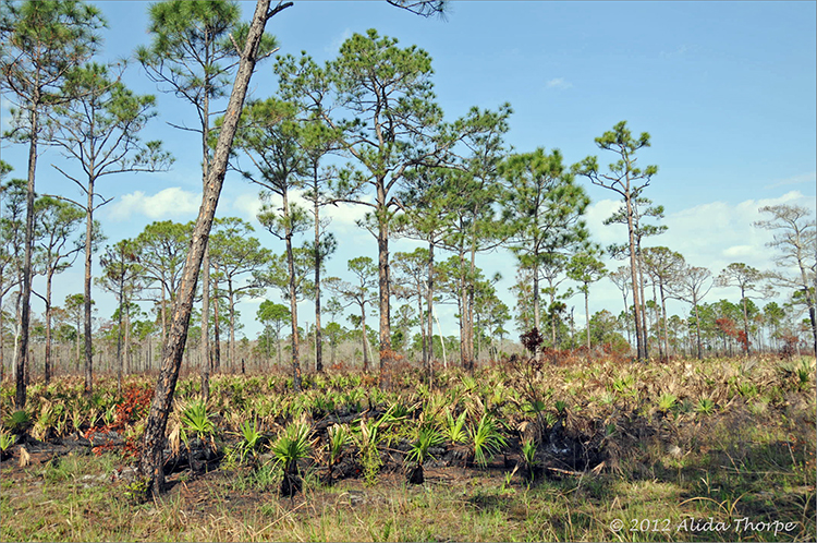 Jonathan Dickinson State Park