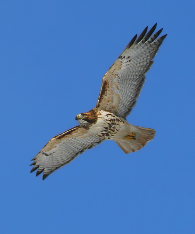 Redtail Hawk