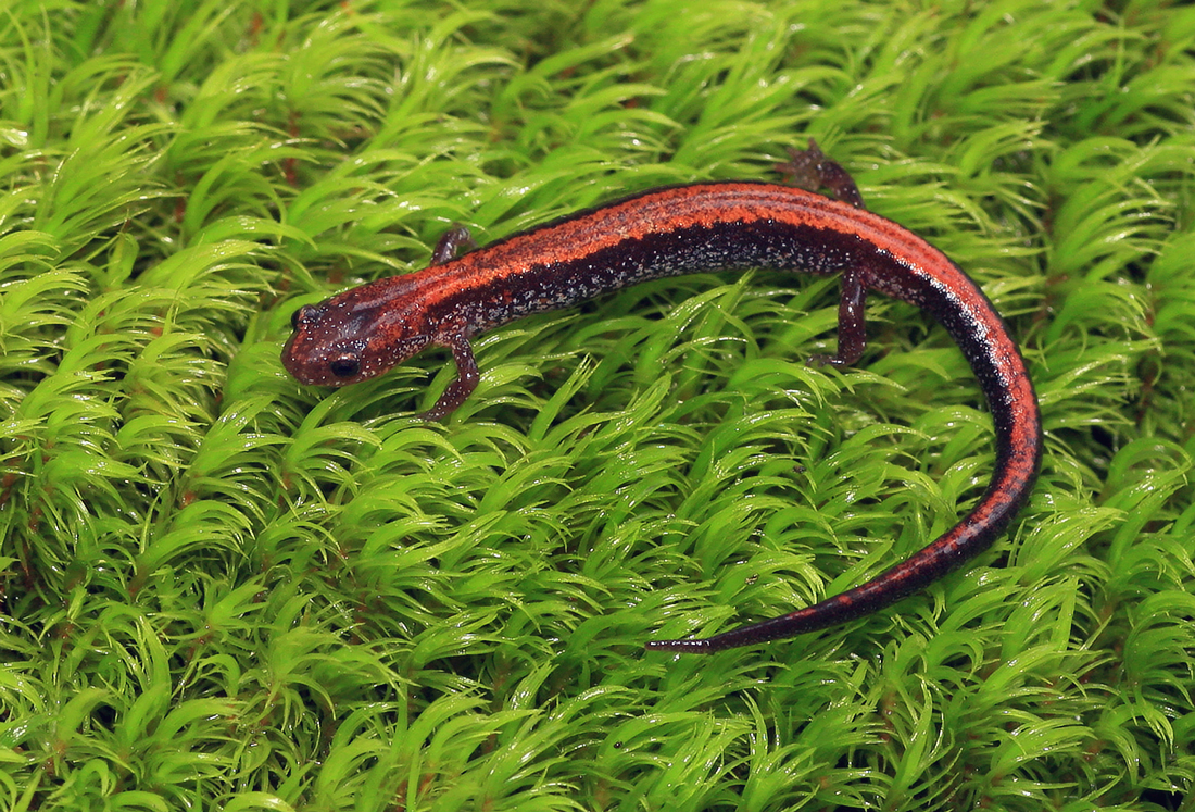 Eastern Red-backed Salamander