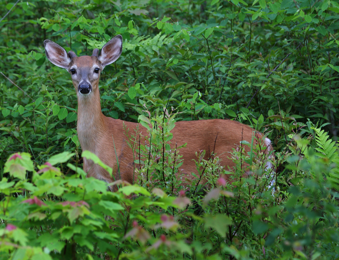 Young Whitetail Buck