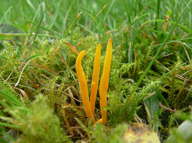 Hagfingersvamp - Clavulinopsis helvola - Yellow Club