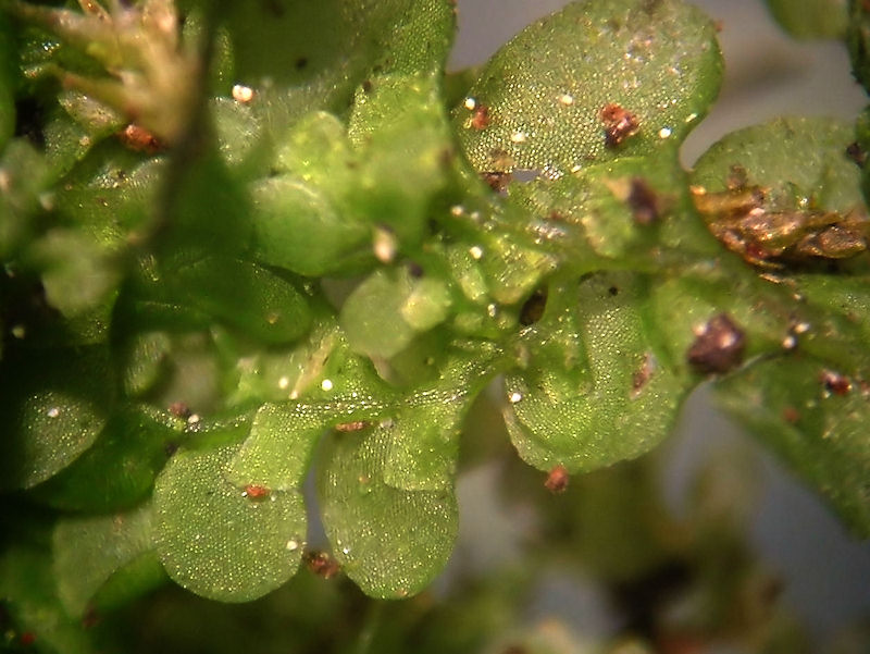 Radula complanata - Samboradula - Even Scalewort