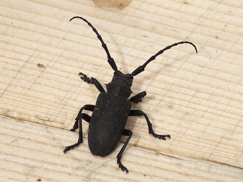 Videbock - Lamia textor - Weaver beetle