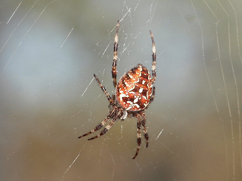 Korsspindel - Araneus diadematus - European Garden Spider