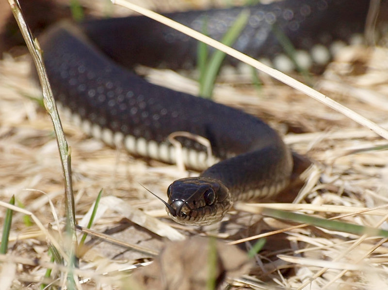 Snok - Natrix natrix - Grass snake