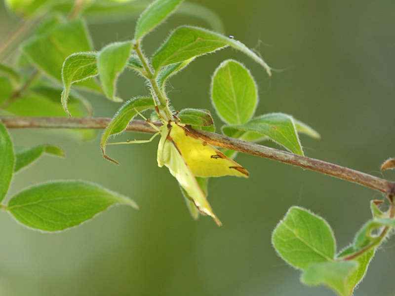 Citronmtare - Opistograptis luteolata - Brimstone moth