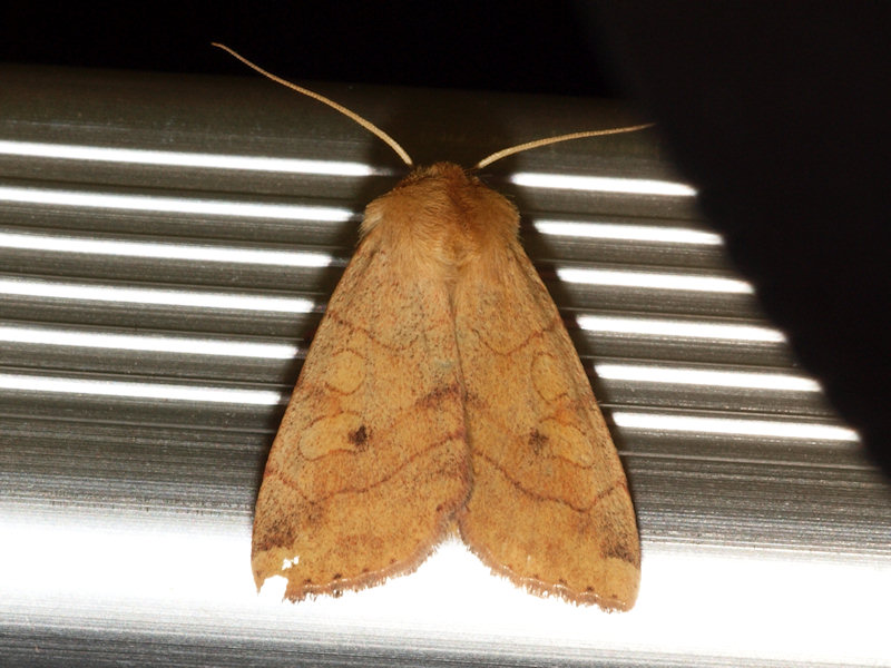 Vinkelfly - Enargia paleacea - Angle-striped Sallow