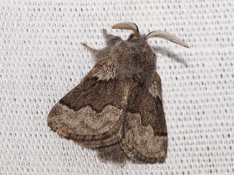 Hagtornspinnare - Trichiura crataegi - Pale Eggar