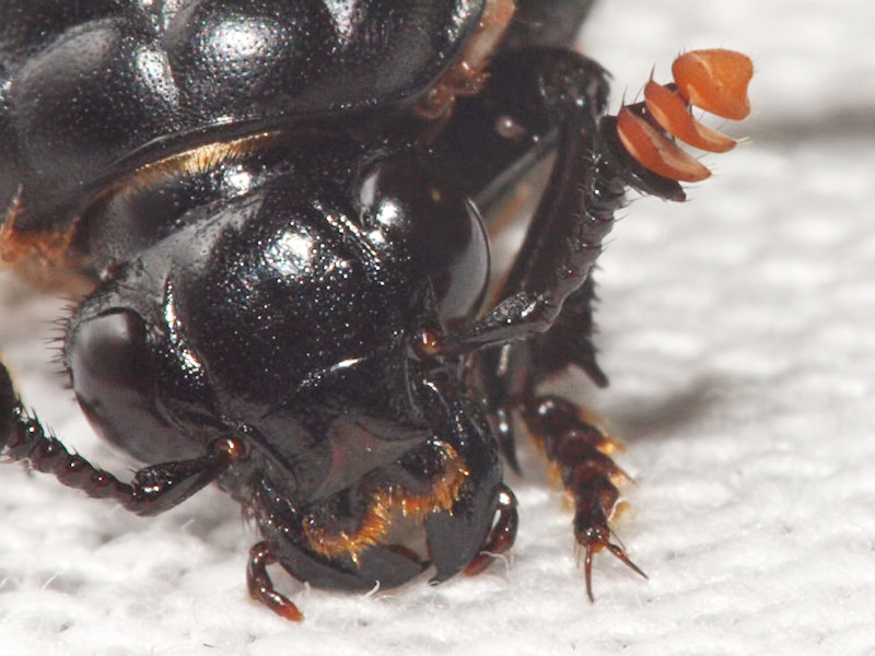 Ddgrvara - Nicrophorus investigator - Carrion Beetle
