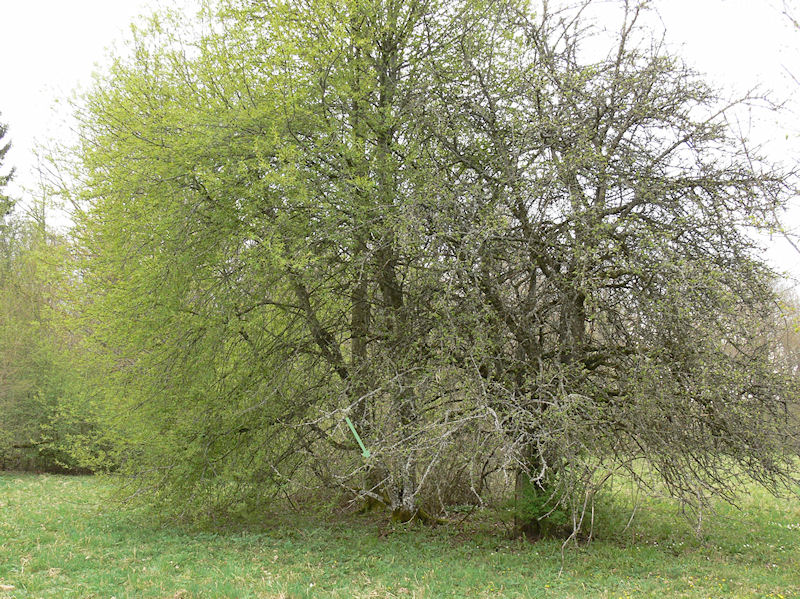 Klubbskldlav - Melanohalea exasperatula -  Lustrous camouflage lichen