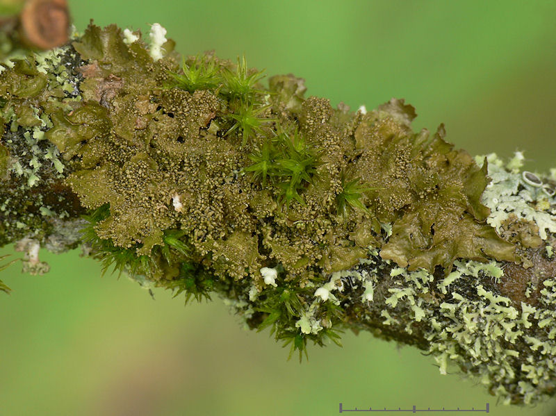 Klubbskldlav - Melanohalea exasperatula -  Lustrous camouflage lichen