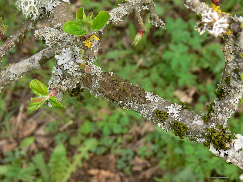 Klubbskldlav - Melanohalea exasperatula -  Lustrous camouflage lichen