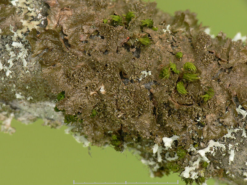 Klubbskldlav - Melanohalea exasperatula -  Lustrous camouflage lichen