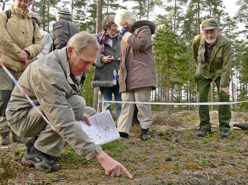 Arne Holmer, som sktt sdd och plantering av nya mosippor demonstrerar