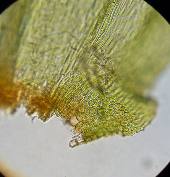 Climacium dendroides - Palmmossa - Tree-moss