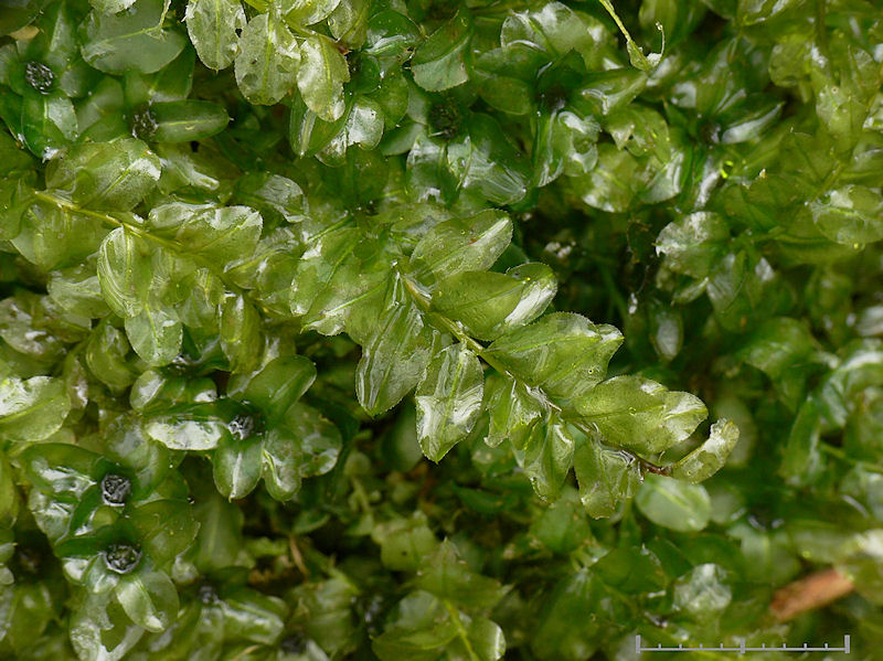 Plagiomnium rostratum - Kalkpraktmossa - Long-beaked Thyme-moss