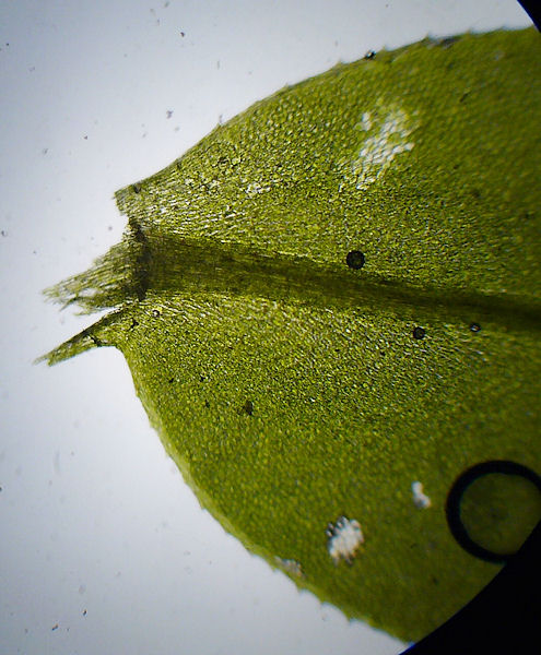 Plagiomnium rostratum - Kalkpraktmossa - Long-beaked Thyme-moss