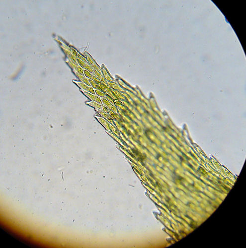 Rhytidiadelphus triquetrus - Kransmossa - Big Shaggy-moss