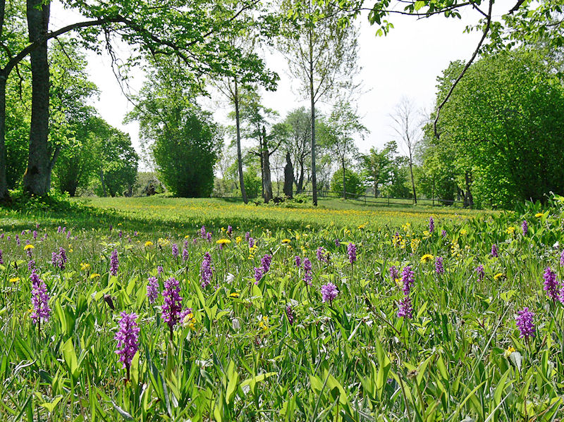 Sankt Pers nycklar (Orchis mascula)