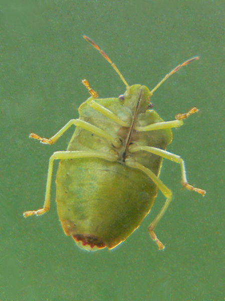 Grn brfis - Palomena prasina - Green shield bug